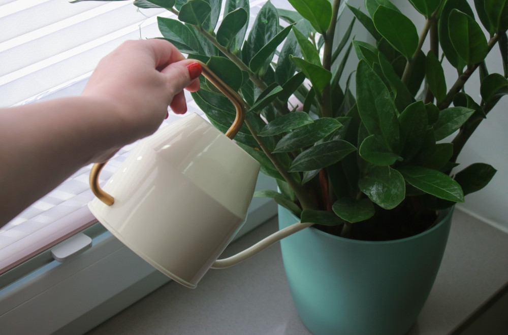 Rastvor zbog kog zamija raste kao luda i privlači novac