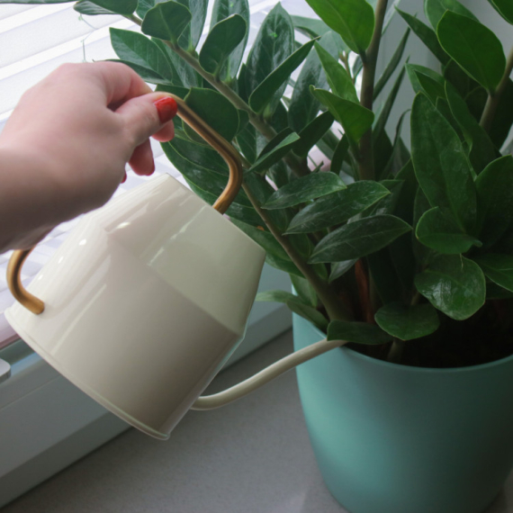 Zbog ovog moćnog rastvora zamija će rasti i privlačiti novac kao nikad