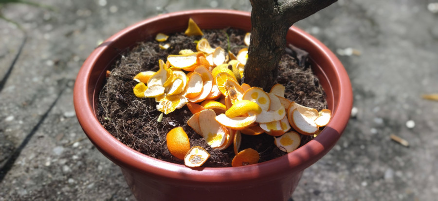 Tri sjajna načina kako da iskoristite koru narandže za biljke