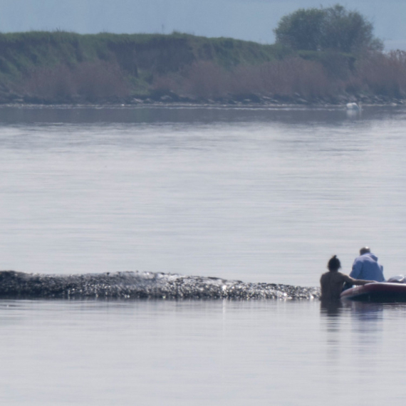 Poslednji pokušaj spasavanja kita: Multimilioneri se uključili u akciju koju prati ceo svet FOTO