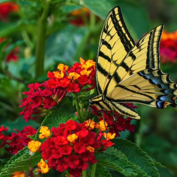 Komarci beže, a dvorište izgleda najlepše: Biljka koja podnosi i najveće vrućine
