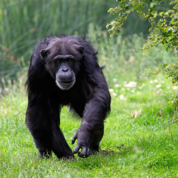 Kako to rade naši najbliži rođaci: Razdor i rat kod šimpanzi