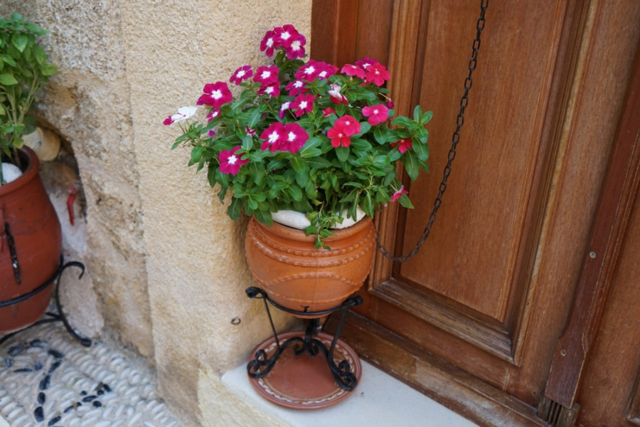 Imaćete najlepšu terasu sve do kasne jeseni: Tri vrste neuništivog cveća koje cveta kao ludo
