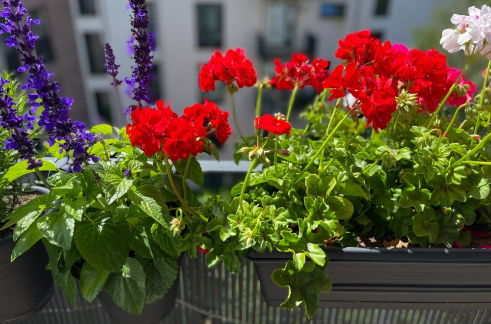 Imaćete najlepšu terasu sve do kasne jeseni: Tri vrste neuništivog cveća koje cveta kao ludo