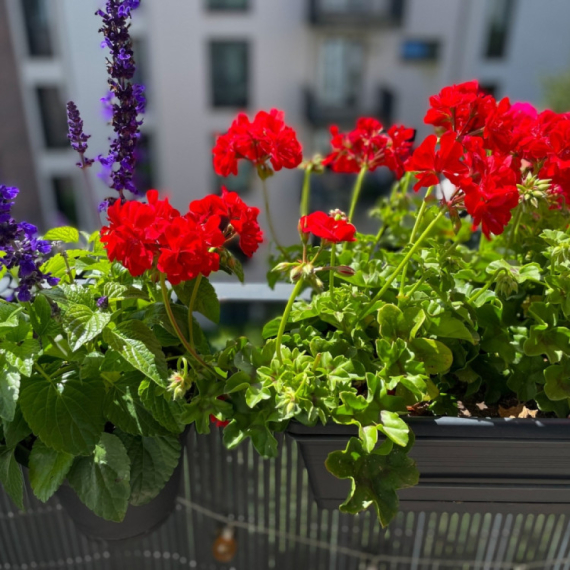 Imaćete najlepšu terasu sve do kasne jeseni: Tri vrste neuništivog cveća koje cveta "kao ludo"