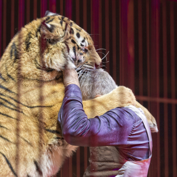 Jezivi prizori u ruskom cirkusu: Tigar iskočio iz arene u publiku VIDEO
