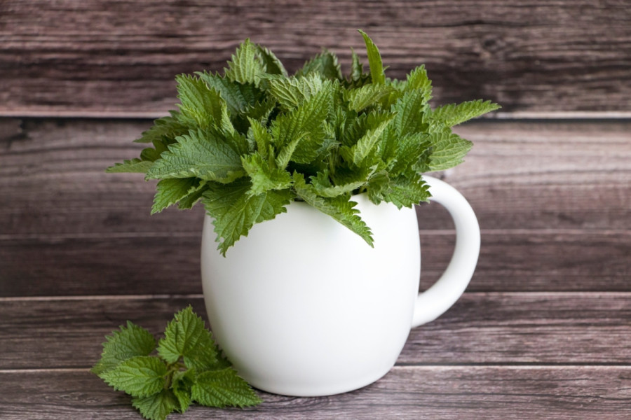 Privlači novac i donosi sreću: Ovu biljku obavezno unesite u kuću pre Đurđevdana