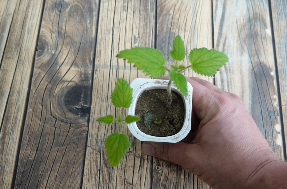 Privlači novac i donosi sreću: Ovu biljku obavezno unesite u kuću pre Đurđevdana