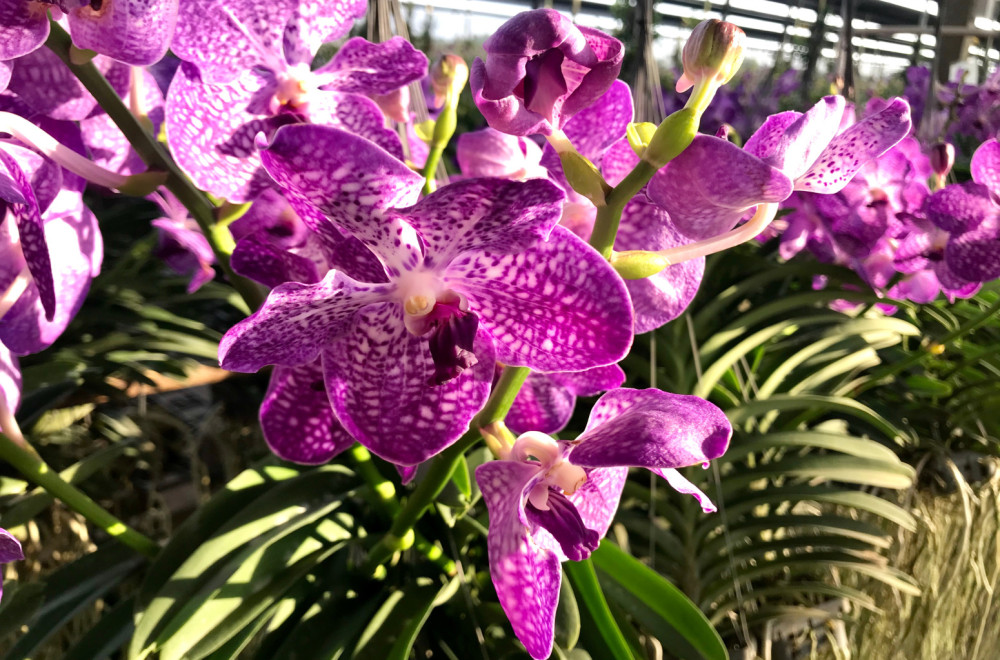 Volite orhideje? Ova je posebna, luksuzna, raste i do jednog metra FOTO/VIDEO