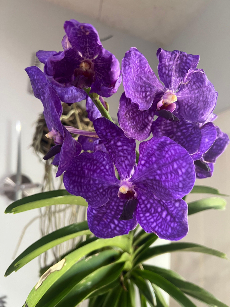 Volite orhideje? Ova je posebna, luksuzna, raste i do jednog metra FOTO/VIDEO