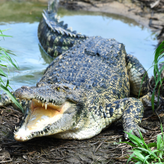 Panika među gostima: Krokodil ušetao u hotel i stao uz švedski sto VIDEO