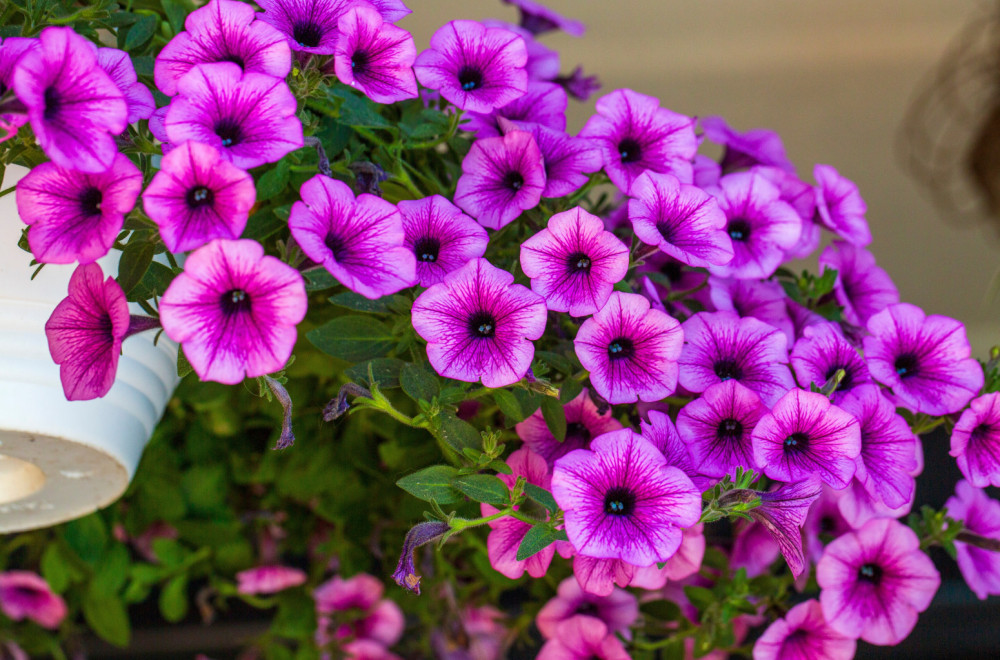 Petunije uz ovaj baštovanski trik rastu nikad brže i bujnije FOTO