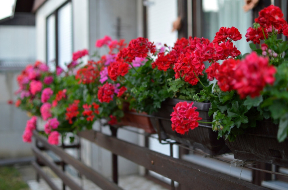 Za dvostruko više cvetova: Pre nego što iznesete muškatle napolje dodajte im ovo