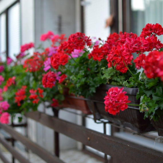 Za dvostruko više cvetova: Pre nego što iznesete muškatle napolje dodajte im ovo