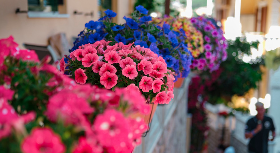 Jeftin, a pravo čudo za cveće: Moćni rastvor od kog biljke polude od cvetanja