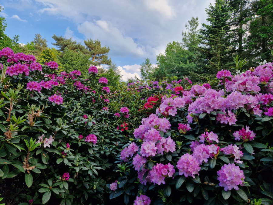 Jeftin, a pravo čudo za cveće: Moćni rastvor od kog biljke polude od cvetanja