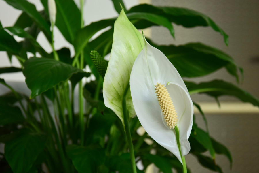 Nije samo za ukras: Privlači uspeh i sreću u kući kao magnet, ali samo ako ovo radite