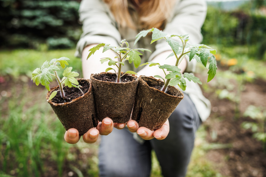 Posadite pored paradajza ovaj cvet i rađaće kao lud, a plodovi će biti sočni i zdravi