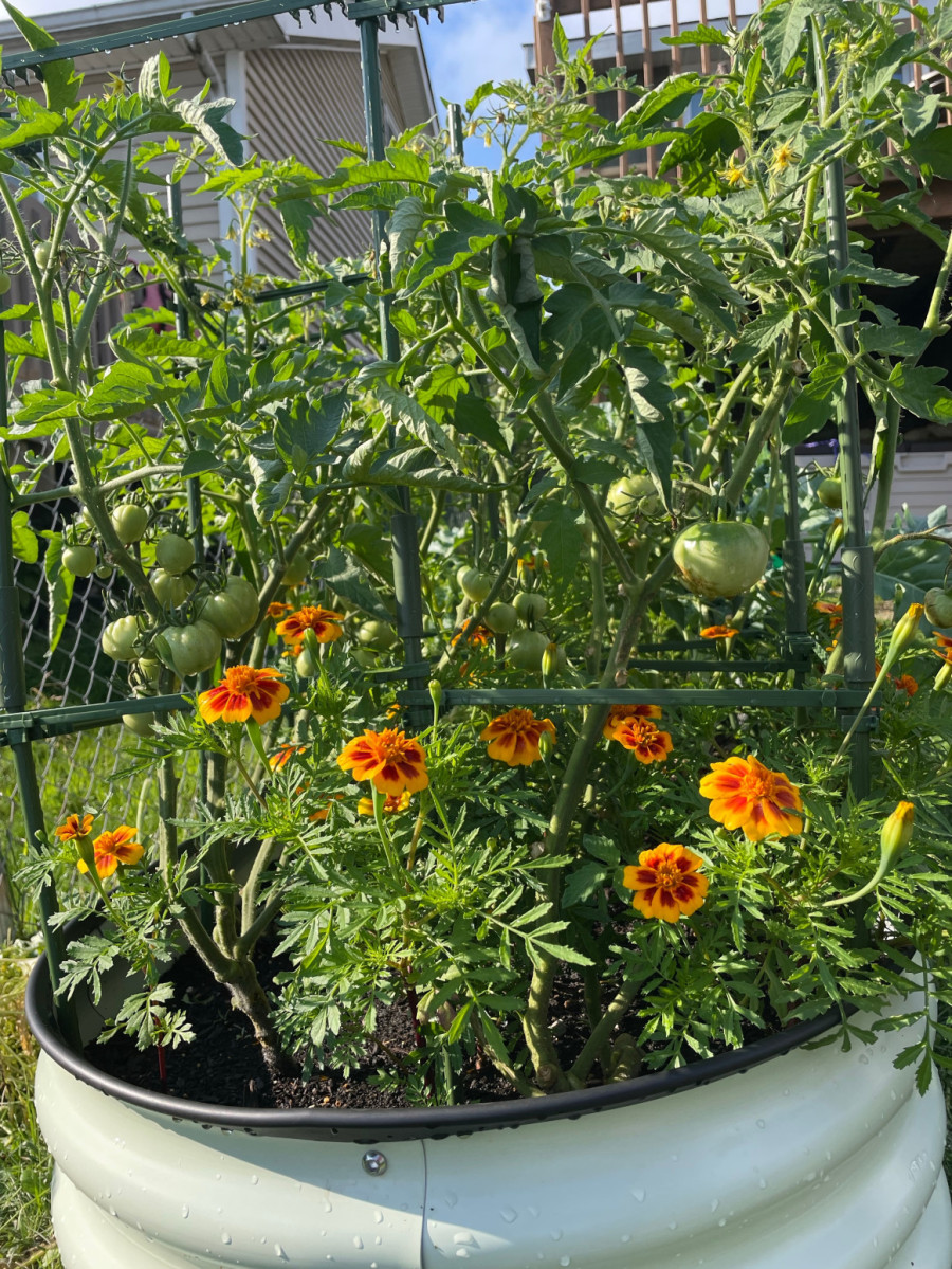 Posadite pored paradajza ovaj cvet i rađaće kao lud, a plodovi će biti sočni i zdravi