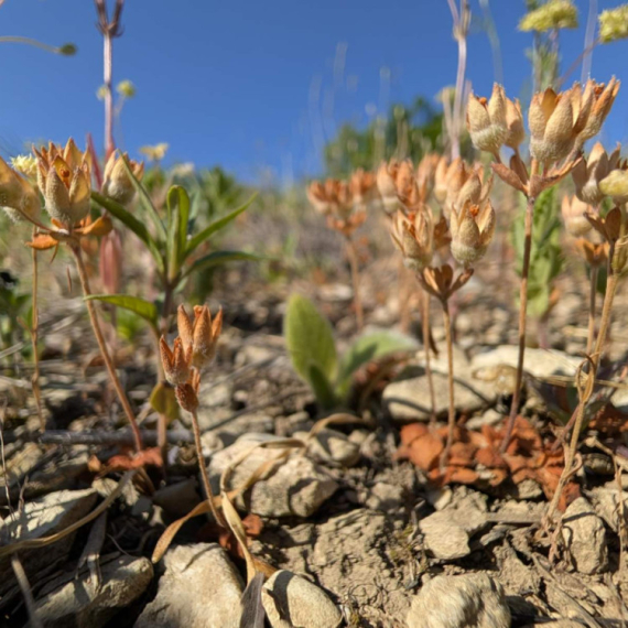 Veliko otkriće u Srbiji: Biolozi naišli na vrstu biljke za koju se smatralo da je nestala FOTO