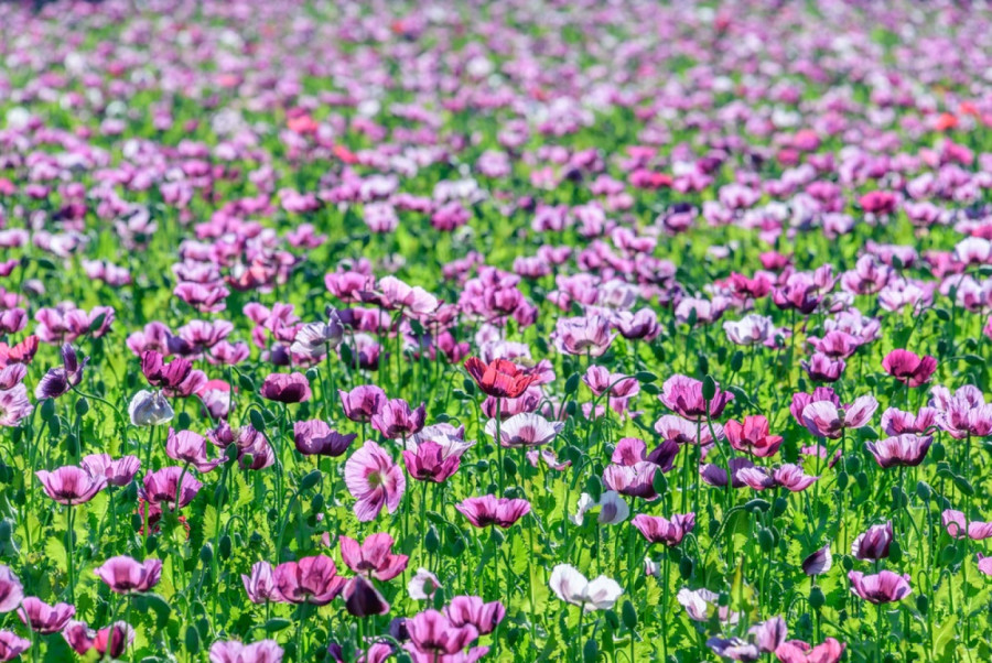 Ljudi i dalje pričaju o njenom venčanju: Sada svi komentarišu njen bidermajer FOTO