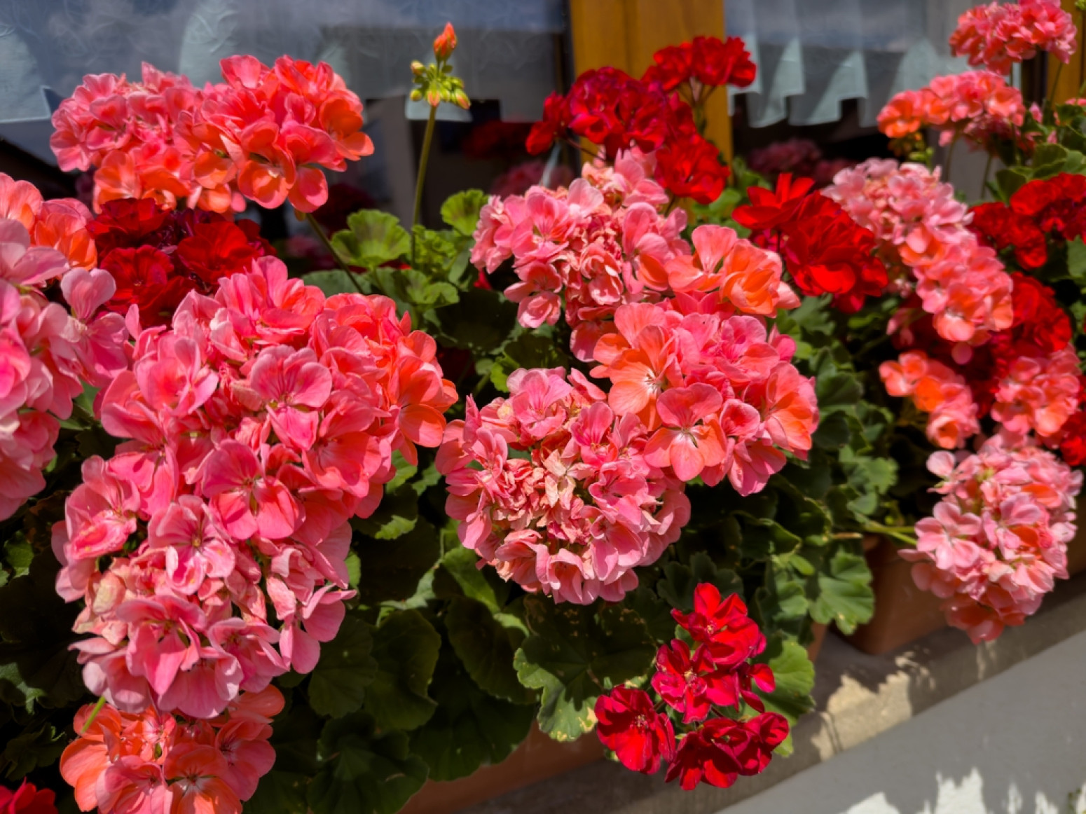 Napravite domaće đubrivo za muškatle koje podstiče cvetanje: Trebaju vam samo dva sastojka