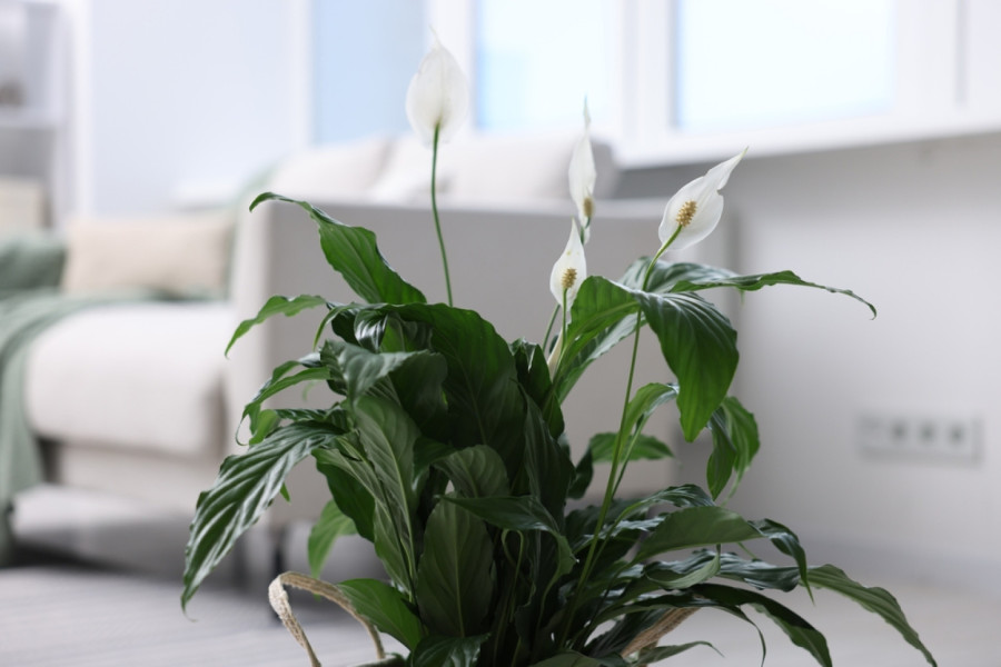 Idealne za toplo vreme: Ove četiri biljke čiste kupatilo od buđi