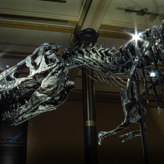 Živeli pre 76 miliona godina, a sada se prodaju za milione: Skeleti dinosaurusa na aukciji FOTO/VIDEO