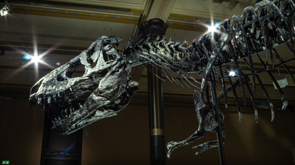 Živeli pre 76 miliona godina, a sada se prodaju za milione: Skeleti dinosaurusa na aukciji FOTO/VIDEO