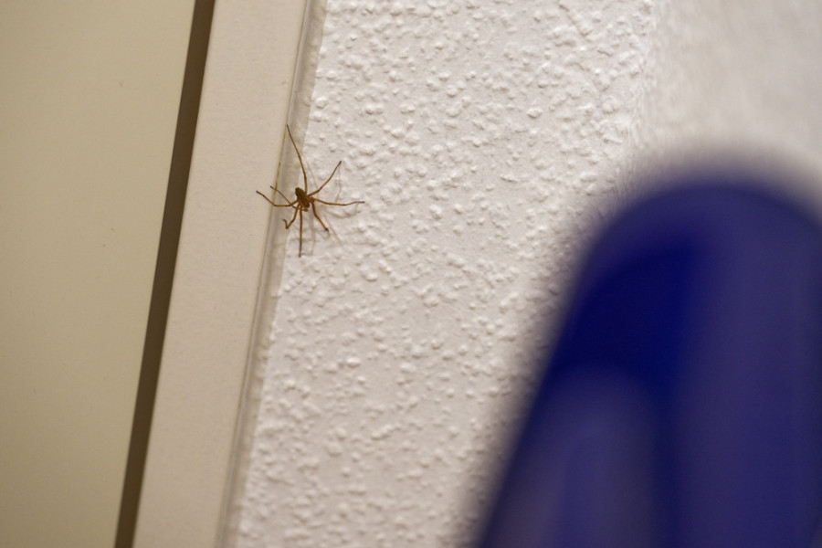 Najezda paukova ne treba da vas plaši: Prirodna sredstva ih teraju iz vašeg doma