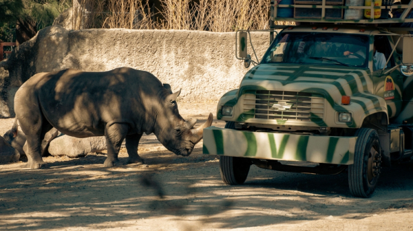 Crni nosorog napao automobil turista usred safarija: Rogom probio vozilo VIDEO