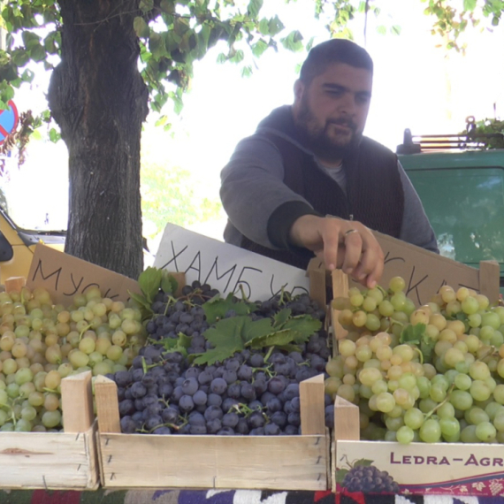 Srpska Toskana će biti prestonica grožđa i vina: Sve spremno za još jednu Oplenačku berbu