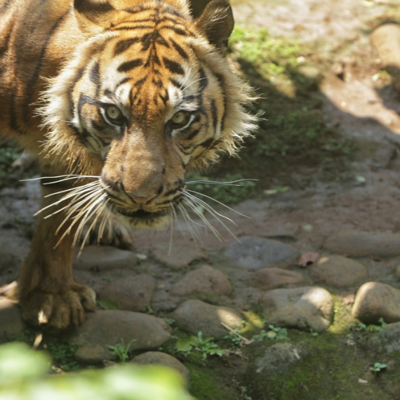 Tigar nasmrt izujedao čoveka; Usledila hitna odluka zoološkog vrta: Evo šta će biti sa životinjom