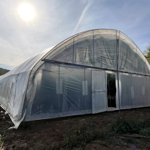 Marihuana u plastenicima: Otkrivena plantaža u Gornjem Milanovcu FOTO